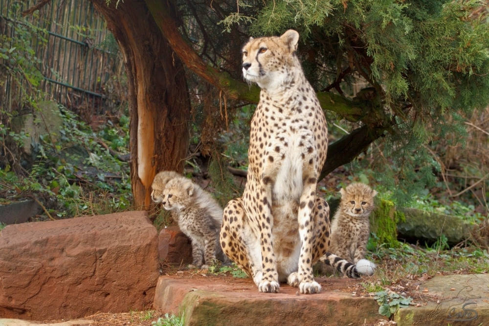 أنثى فهد تضع ثلاثة جراء في إيران