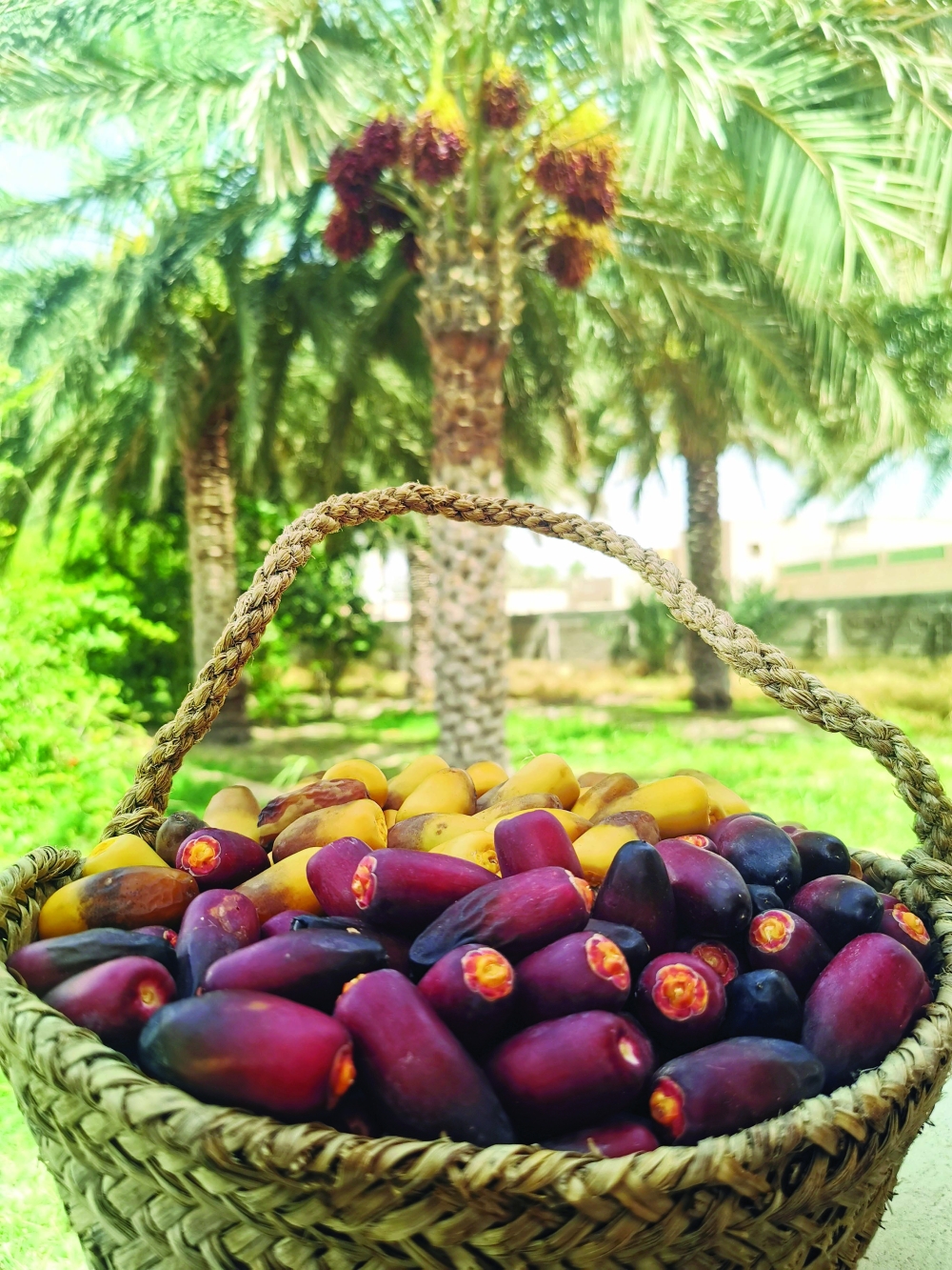 أضاميم.. «مخرافة» رطب من نخيل عمان الباسقة