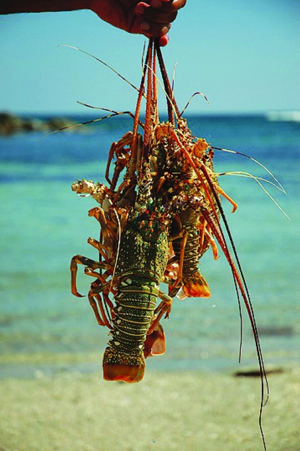 غدا.. انتهاء موسم صيد الشارخة في سلطنة عمان
