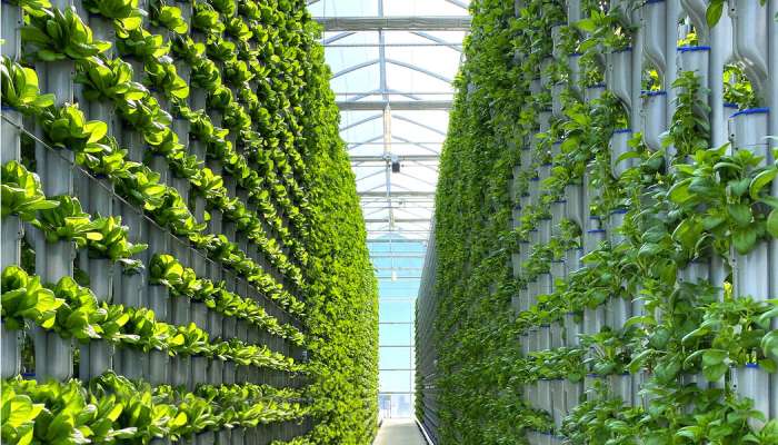 There is room at the top for all you can grow