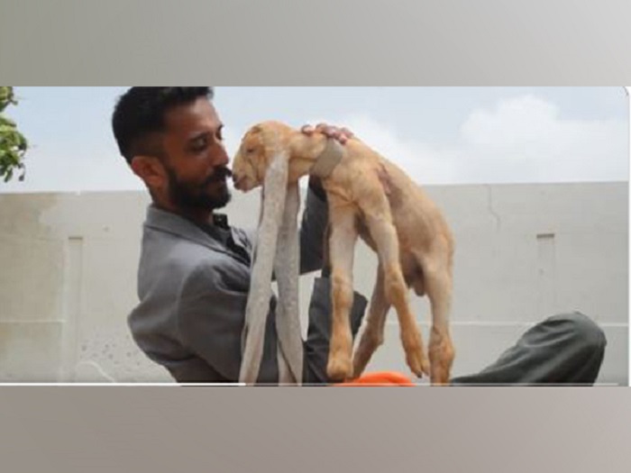 Video of Pakistani goat with unusually long ears creates buzz over social media, netizens call it 'Rapunzel goat'