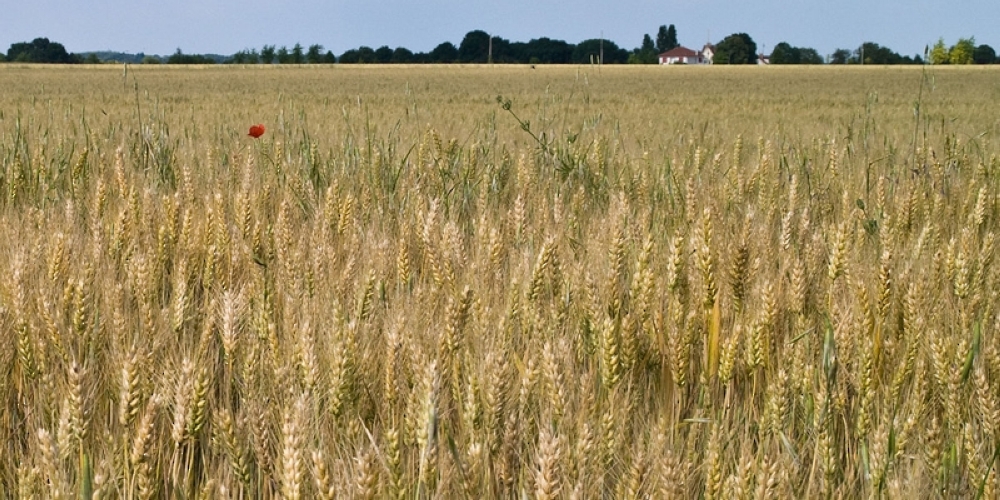 تراجع أسعار القمح والذرة للمرة الأولى منذ ثلاثة أسابيع