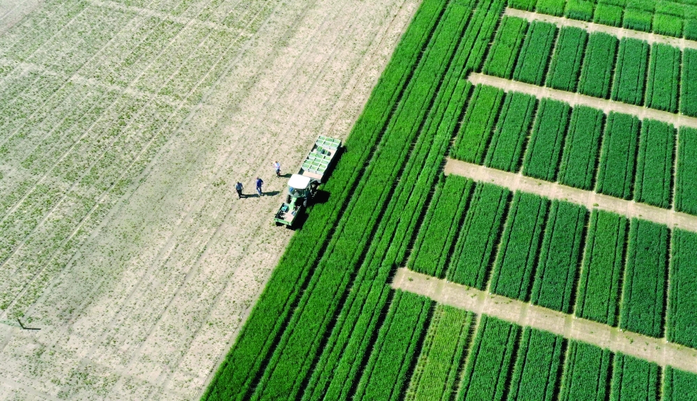 كارثة الغذاء القادمة