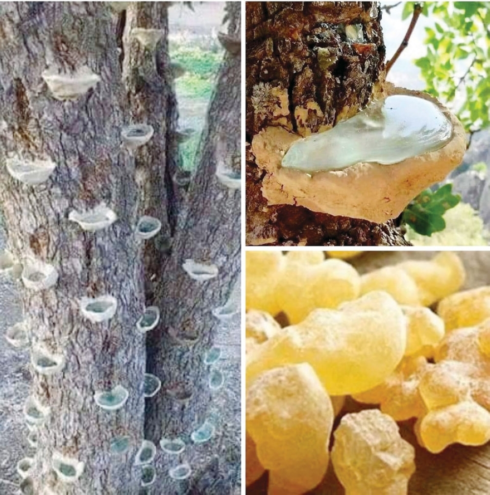 شجرة اللُّبان وعلاقتها بالإنسان العُماني..محاضرة في جامعة التقنية