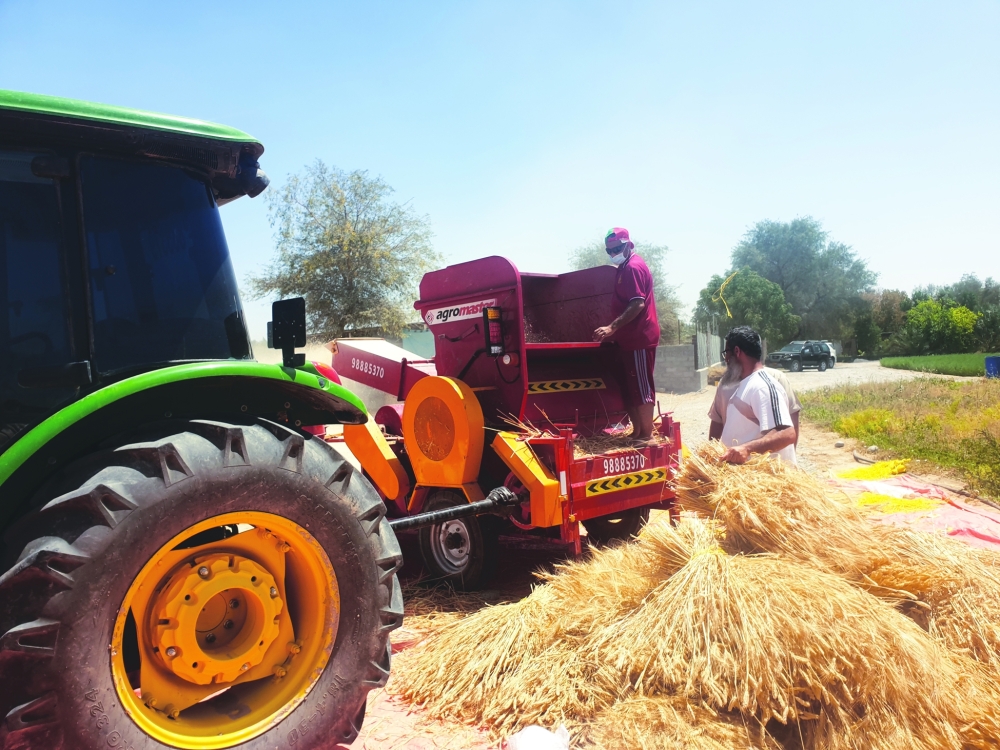 حصاد ٨٥ فدانا من محصول القمح في ولاية منح