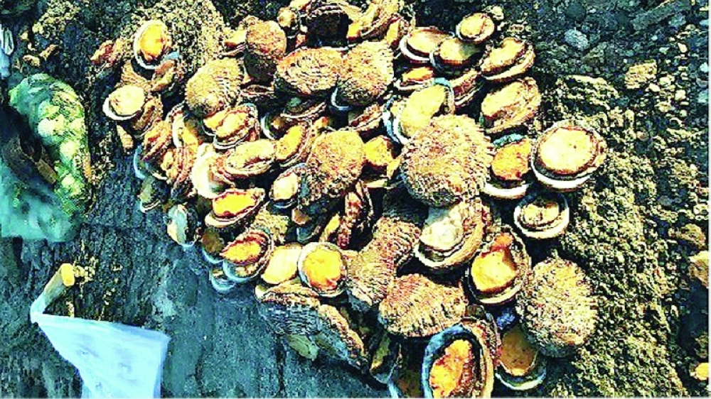 الرقابة السمكية تحرر 394 مخالفة خلال مايو الماضي