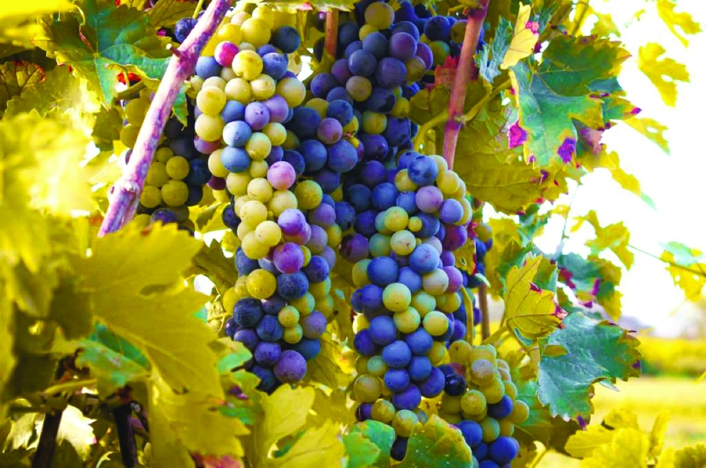 إقبال كبير على محصول العنب بقرية الروضة بالمضيبي