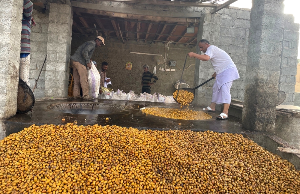 بدء المرحلة الأولى من موسم “جداد” نخلة المبسلي في بدية