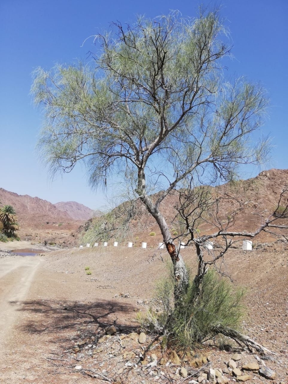 دراسة بحثية تكشف عن فوائد طبية لـ “المورينجا “في علاج حصوات الكلى