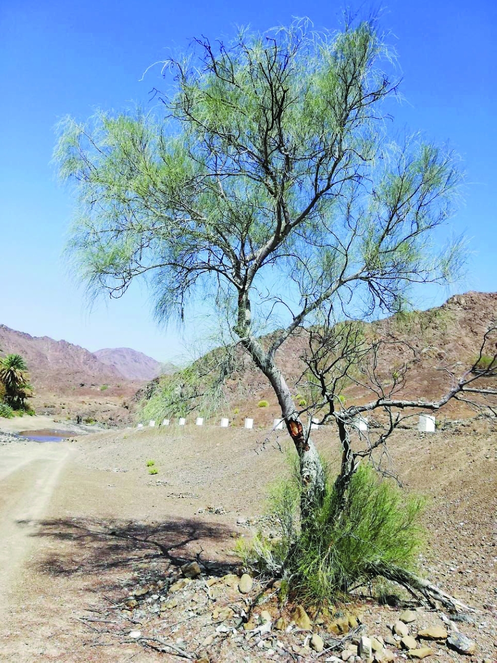 دراسة بحثية تكشف عن فوائد طبية لـ«الشوع» في علاج حصوات الكلى