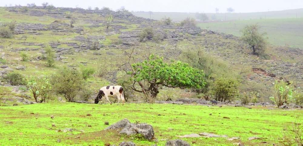 المناطق الجبلية تكتسي باللون الأخضر مع بدء موسم الخريف بمحافظة ظفار