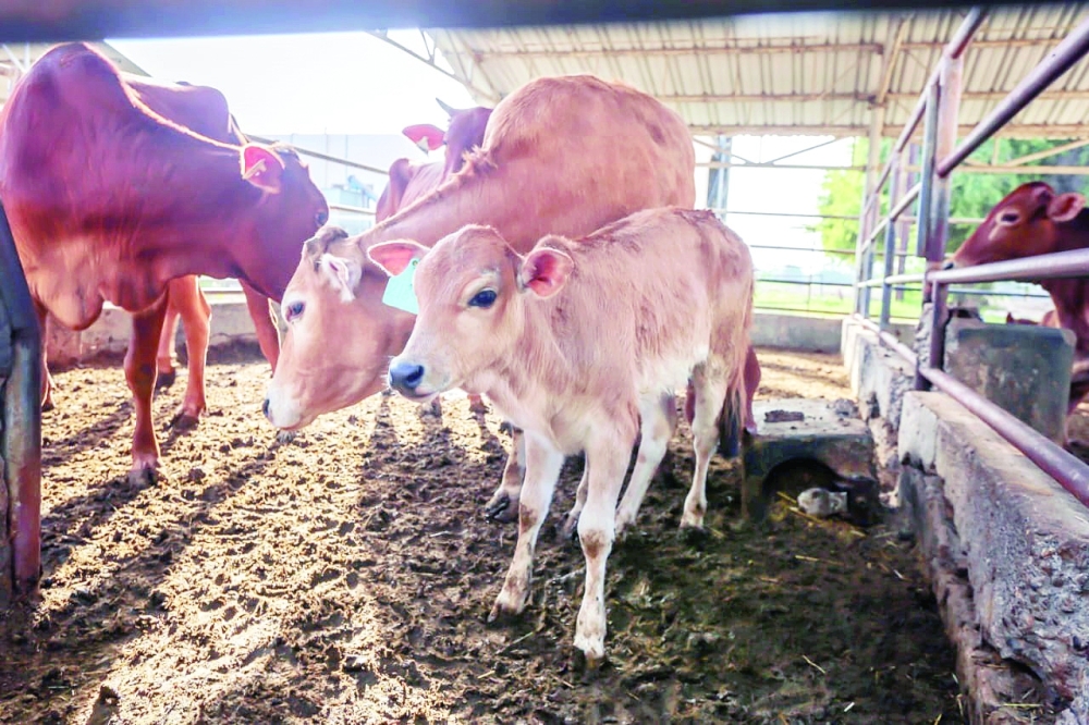 21 عيادة بيطرية مرخصة لتقديم خدمة التلقيح الاصطناعي للأبقار حتى نهاية 2021