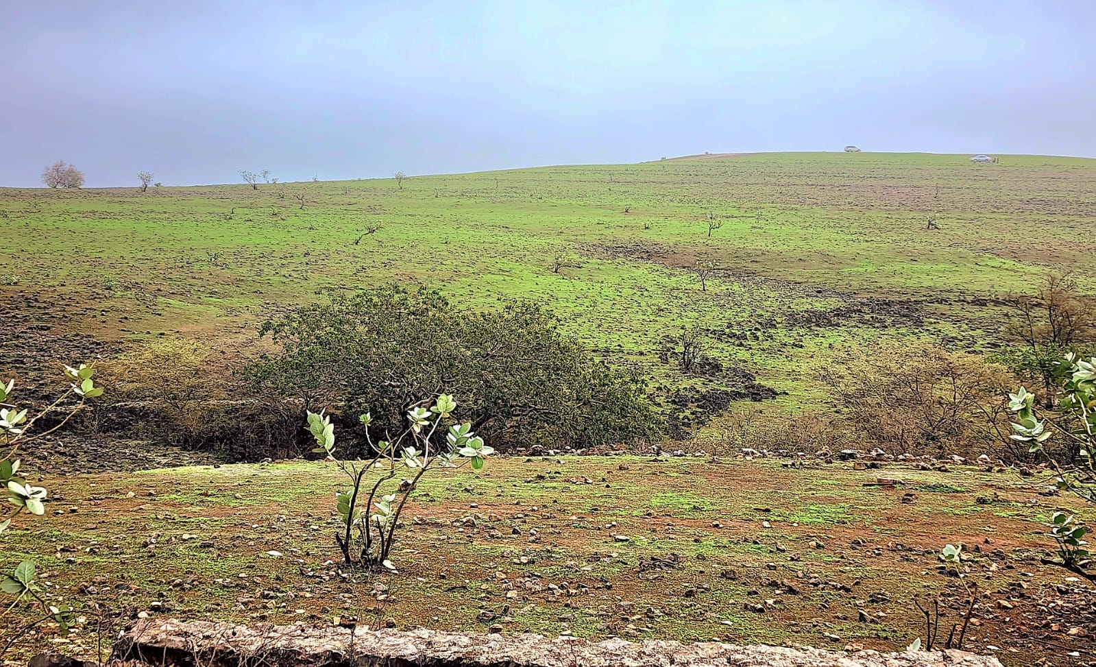 مع بدء موسم الخريف بمحافظة ظفار، بعض المناطق الجبلية تكتسي باللون الأخضر