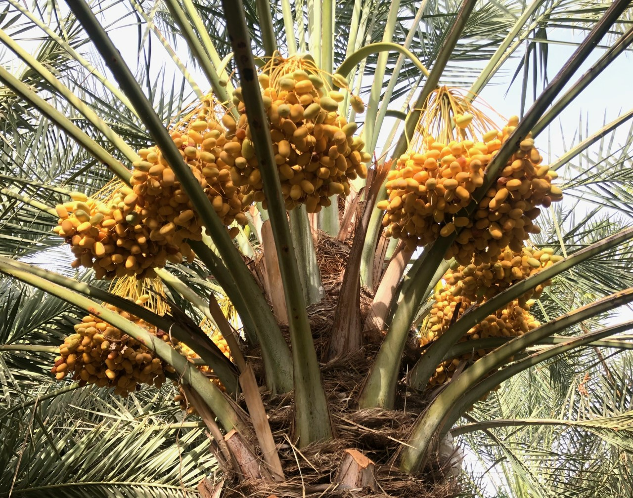 الانتهاء من “طناء الخرايف” بالمضيبي مع تفاوت في الأسعار