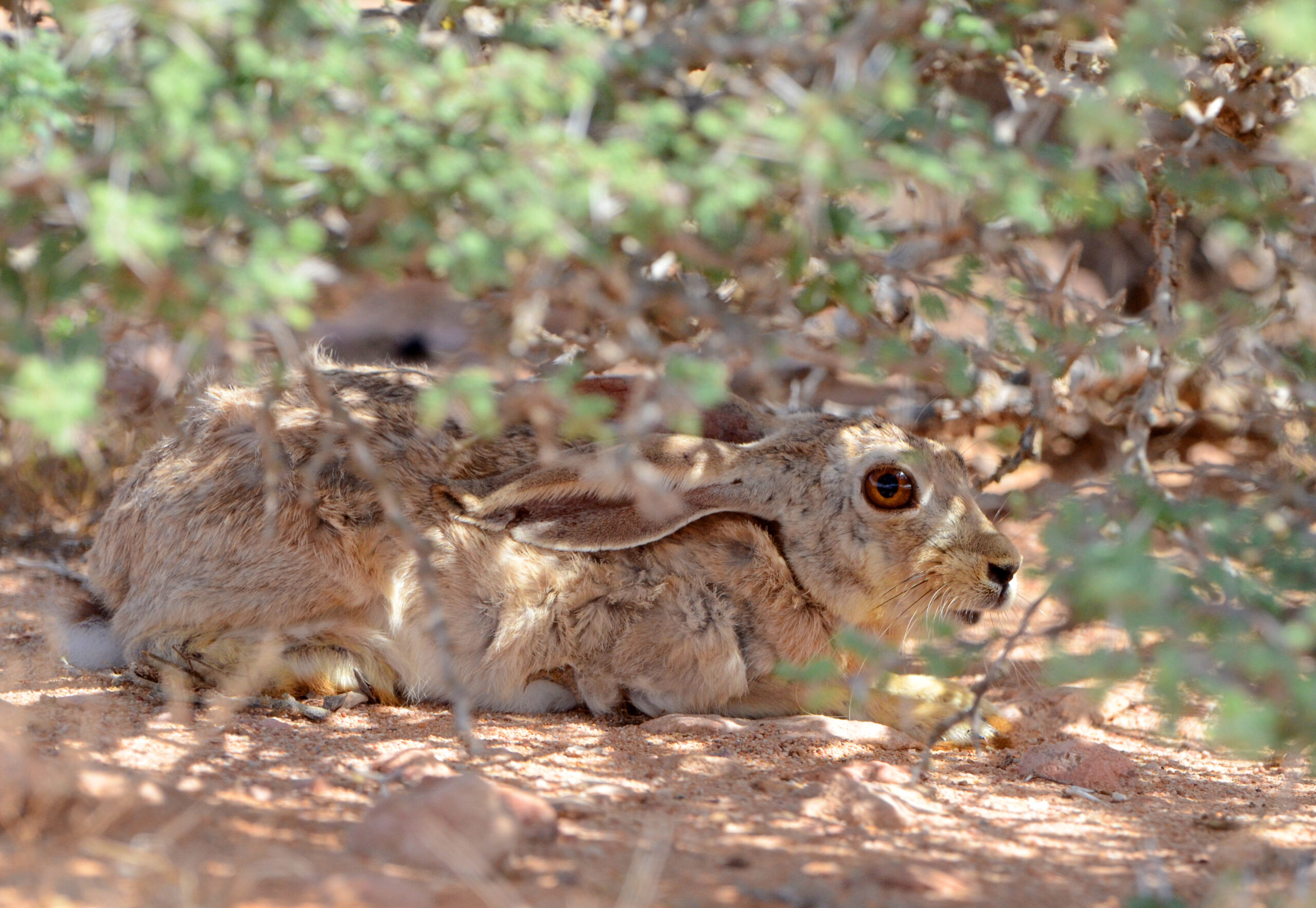 62bb10cae3670 scaled