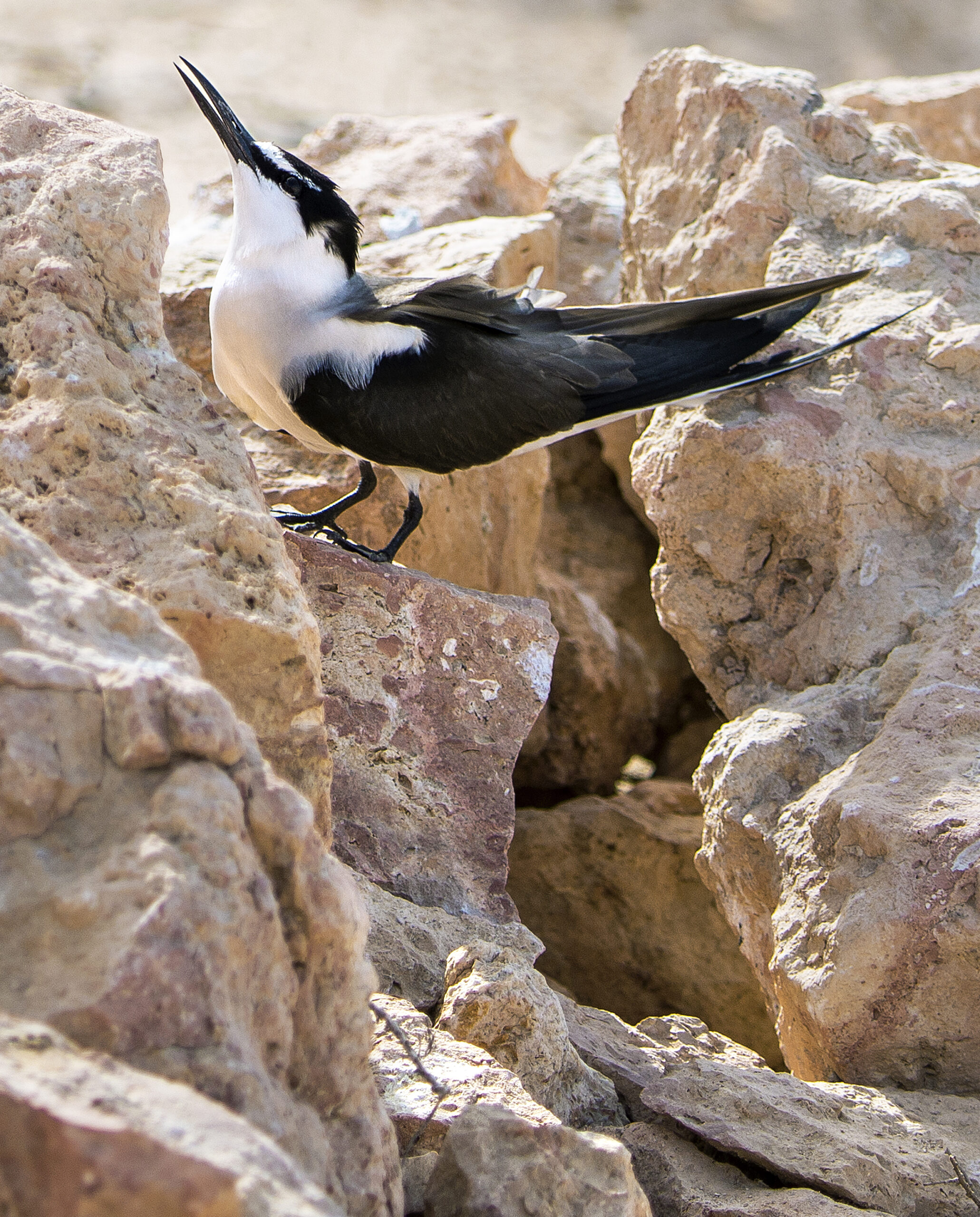 62bb10cb0e95a scaled