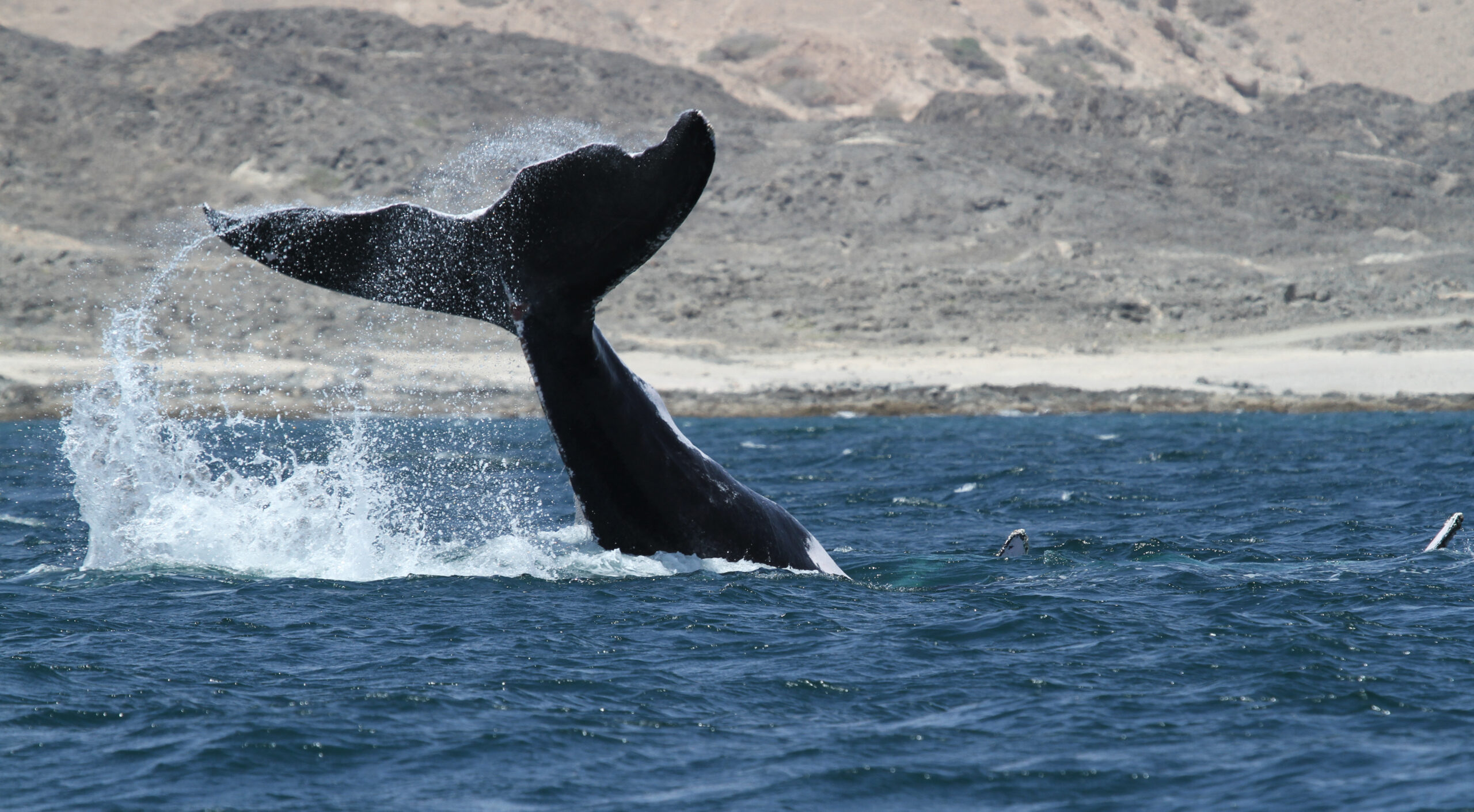 62bb10cb4ec4f scaled