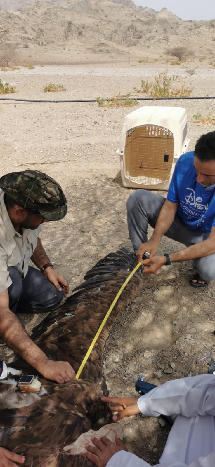 بعد إنقاذه وعلاجه وتأهيله.. هيئة البيئة تعيد إطلاق نسر الأذون بمحمية السرين الطبيعية