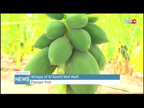 Wilaya of Al Kamil Wal Wafi Papaya tree