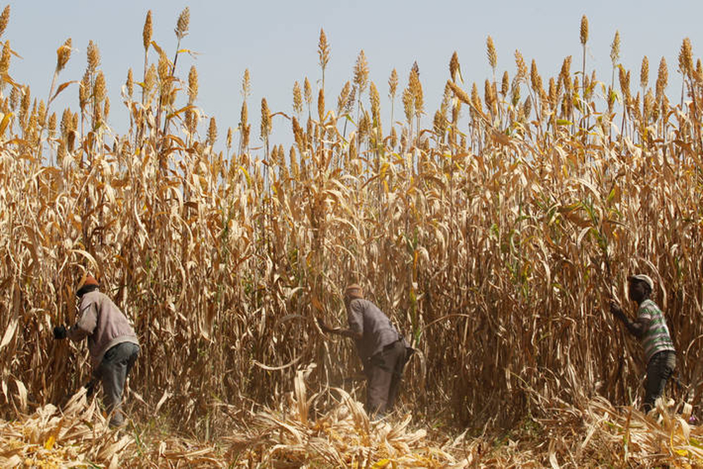أزمة غذاء خطيرة في نيجيريا