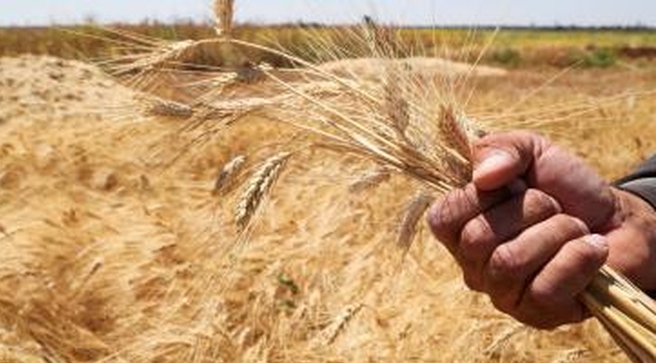 روسيا مستعدة لتصدير 50 مليون طن من الحبوب إلى الأسواق العالمية هذا العام