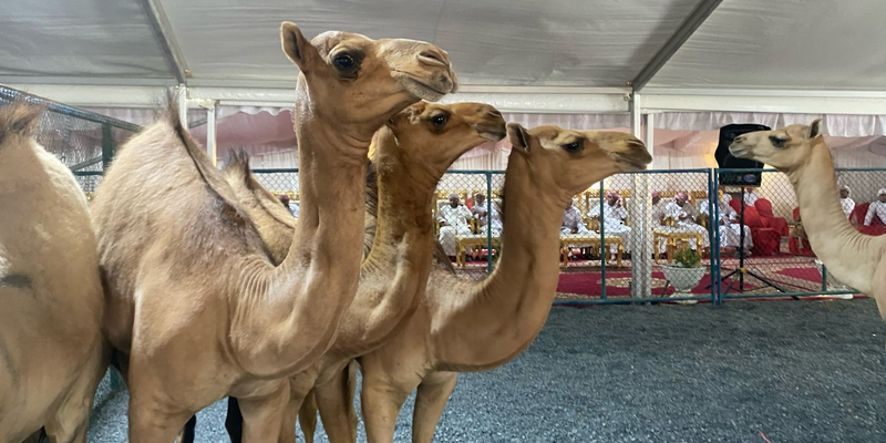 ختام مهرجان مزاينة الحيران بولاية البريمي الخامس