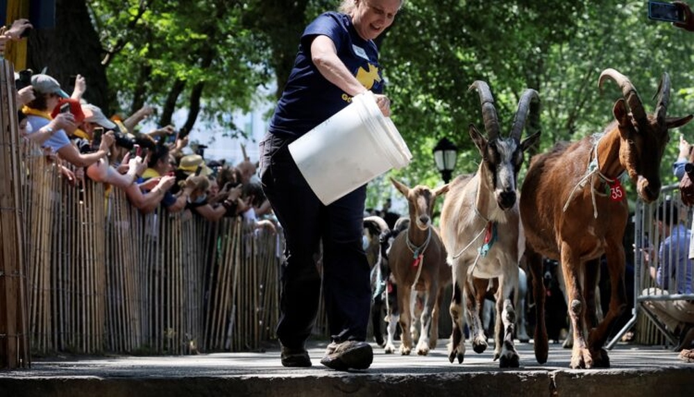 متنزه في نيويورك يستخدم الماعز للتخلص من الأعشاب الضارة