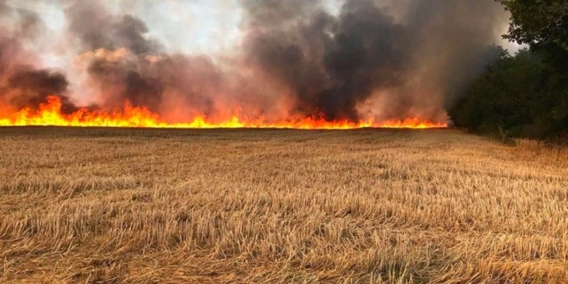 موجة الحر والحرائق تهدد محصول الحبوب في تونس