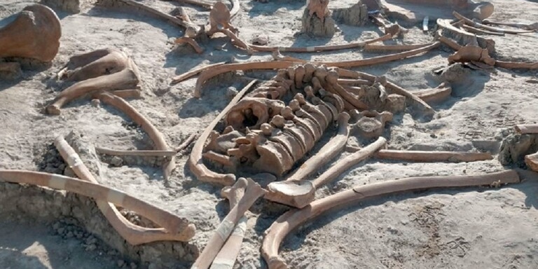 اكتشاف نادر في كندا لبقايا صغير ماموث محنط شبه كامل