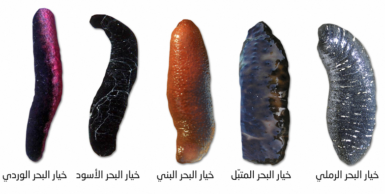 حظر صيد وحيازة وتداول خيار البحر لمدة (3) أعوام