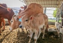 21 عيادة بيطرية خاصة مرخصة لتقديم خدمة التلقيح الصناعي للأبقار