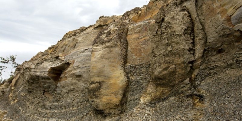 اكتشاف متحجرات أشجار في غابة تعود إلى 290 مليون سنة في البرازيل