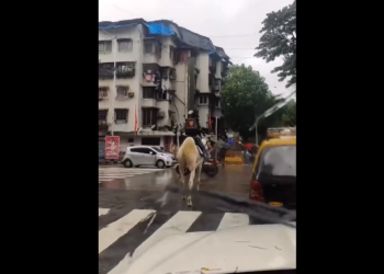 Man delivers food on horseback, Swiggy offers Rs5,000 reward for his identification