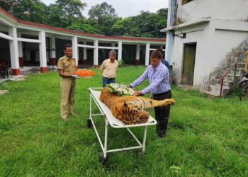 India's longest surviving tiger passes away