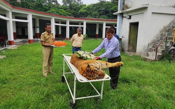 India's longest surviving tiger passes away