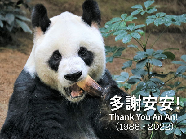 ‘RIP An An’: Love pours in from around world after oldest male giant panda dies