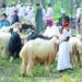Eid Mubarak 8 Eid Mubarak