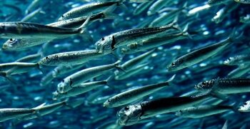 Key survey begins of lantern-fish biomass in Sea of Oman