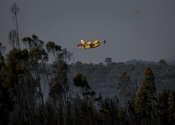 Portugal battles forest fires amid heatwave