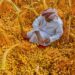 New research vindicates Oman’s foray into global alternative foods industry