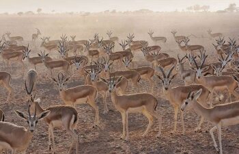 Five best places to observe Oman’s wildlife