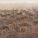 Five best places to observe Oman’s wildlife