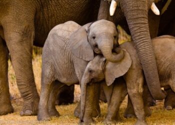 Social life helps orphaned elephants overcome loss: study