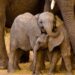 Social life helps orphaned elephants overcome loss: study 8 Social life helps orphaned elephants overcome loss: study