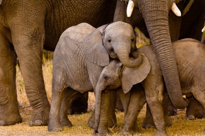 Social life helps orphaned elephants overcome loss: study 1 Social life helps orphaned elephants overcome loss: study