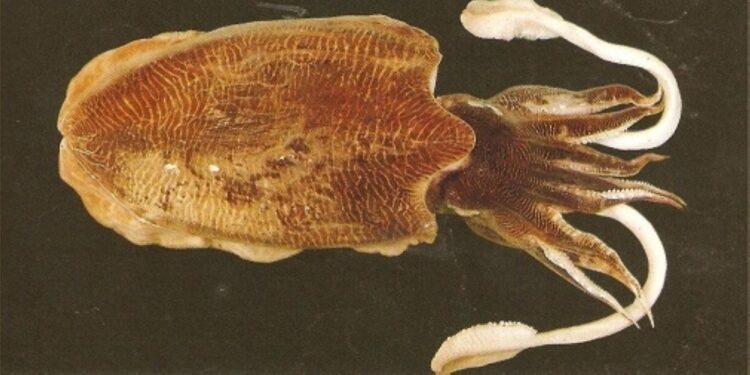 أغسطس المقبل.. بدء موسم صيد الحبار في سواحل سلطنة عمان