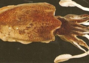 Squid fishing season to resume on Aug 1 for 6 months