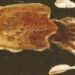 Squid fishing season to resume on Aug 1 for 6 months