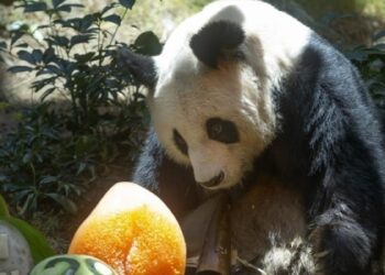 Oldest male giant Panda in world dies