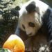 Oldest male giant Panda in world dies